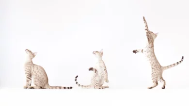 7 Ways to Keep Your Cats Purring Over Their Toys