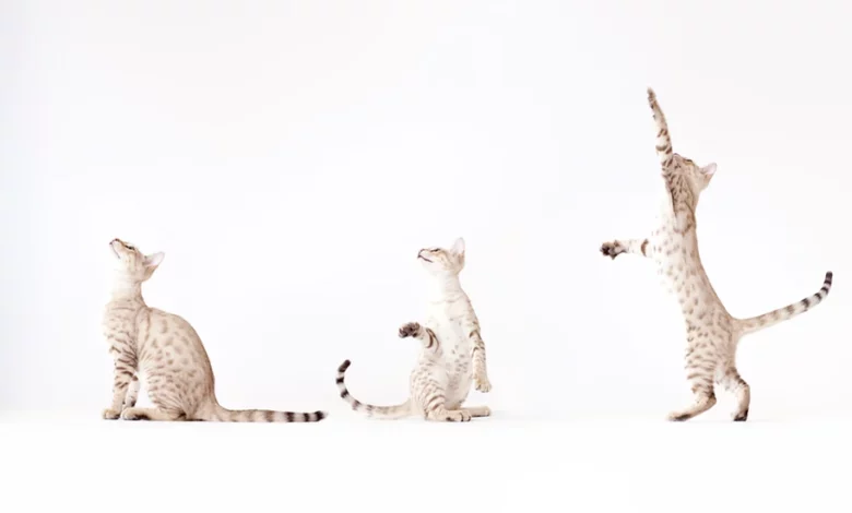 7 Ways to Keep Your Cats Purring Over Their Toys 7 Ways to Keep Your Cats Purring Over Their Toys