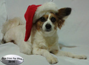 Kit & Fen’s Dog Holiday Gift Guide! – Paw Print