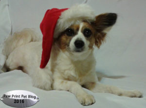 Kit & Fen’s Dog Holiday Gift Guide! – Paw Print Kit & Fen’s Dog Holiday Gift Guide! – Paw Print