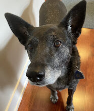 Want advice on feeding your infirm pet? Skip the armchair experts, go to the professionals