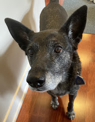 Want advice on feeding your infirm pet? Skip the armchair experts, go to the professionals Want advice on feeding your infirm pet? Skip the armchair experts, go to the professionals