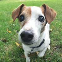 A affordable option to incorporate Fear Free into your pet’s routine also keeps vets happy