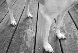 Tack-sharp exchanges between caregivers, loved ones during a pet’s fourth life stage beg for understanding