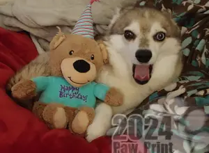 Happy (Very Belated) 9th Birthday, Fenrir! – Paw Print
