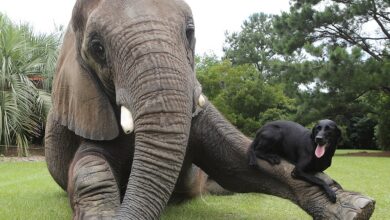 Unlikely Animal Friendships That Make Your Heart Melt