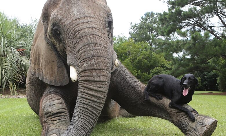 Unlikely Animal Friendships That Make Your Heart Melt Unlikely Animal Friendships That Make Your Heart Melt