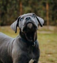 Best Dog Food for Cane Corso : Top 5