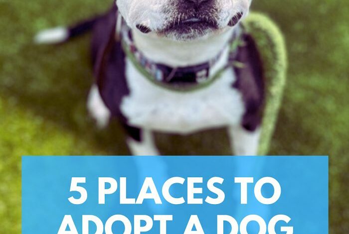 5 Places to Adopt a Dog in Oakland County, Michigan 5 Places to Adopt a Dog in Oakland County, Michigan