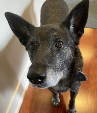 Animals Unfolded: Unsteady as she goes: canine idiopathic vestibular disease