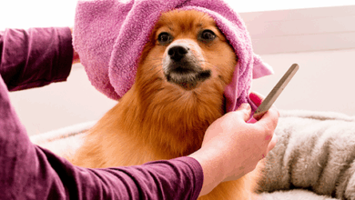 Things To Prepare For Dog Grooming – Rabbitgoo