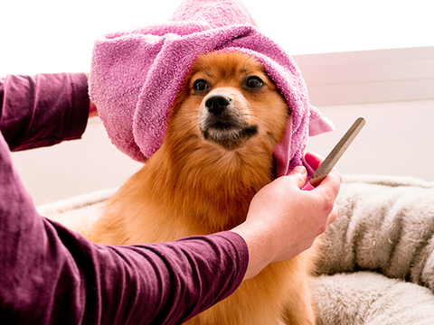 Things To Prepare For Dog Grooming – Rabbitgoo Things To Prepare For Dog Grooming – Rabbitgoo