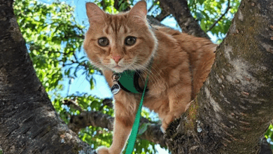 How to Harness Train a Cat