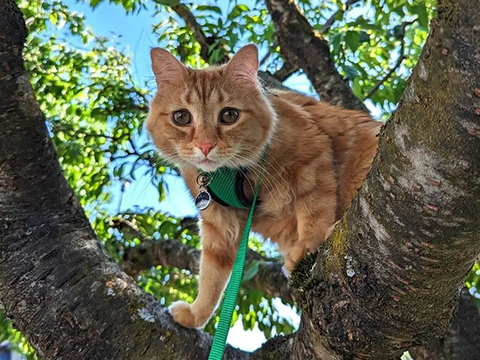 How to Harness Train a Cat How to Harness Train a Cat