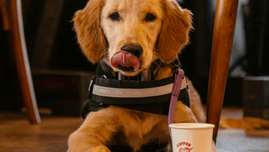 8 Types of Working Dogs and Their Jobs – Rabbitgoo