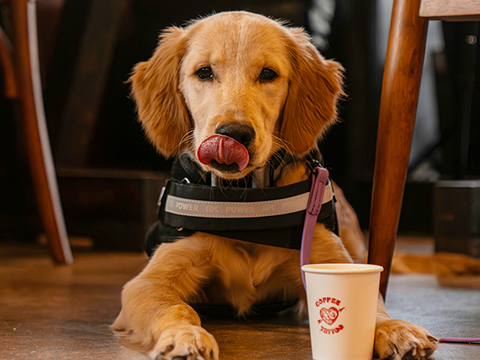 8 Types of Working Dogs and Their Jobs – Rabbitgoo 8 Types of Working Dogs and Their Jobs – Rabbitgoo