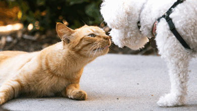 How To Introduce A Cat To A Dog?