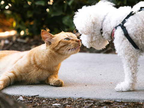 How To Introduce A Cat To A Dog?