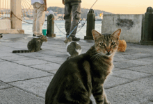 8 Summer Cat-Raising Tips – Rabbitgoo