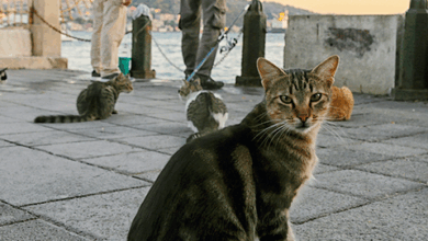 8 Summer Cat-Raising Tips – Rabbitgoo