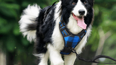 Best No-pull Dog Harness for Large Dogs – Rabbitgoo