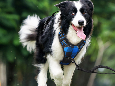 Best No-pull Dog Harness for Large Dogs – Rabbitgoo Best No-pull Dog Harness for Large Dogs – Rabbitgoo