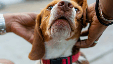 Why Do Dogs Lick Their Paws? – Rabbitgoo