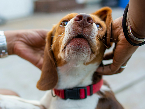 Why Do Dogs Lick Their Paws? – Rabbitgoo Why Do Dogs Lick Their Paws? – Rabbitgoo