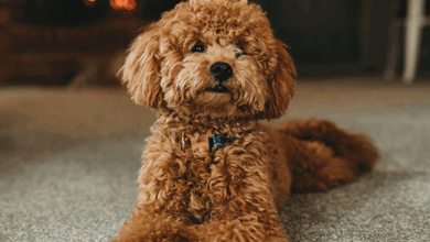 Explore Top-Selling Pet Gear And Accessories – Rabbitgoo