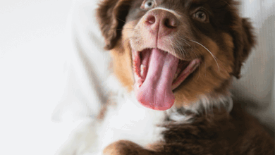The Newest List of Most Popular Boys Dog Names in 2024 – Rabbitgoo