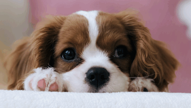 The Newest List of Most Popular Girls’ Dog Names in 2024 – Rabbitgoo