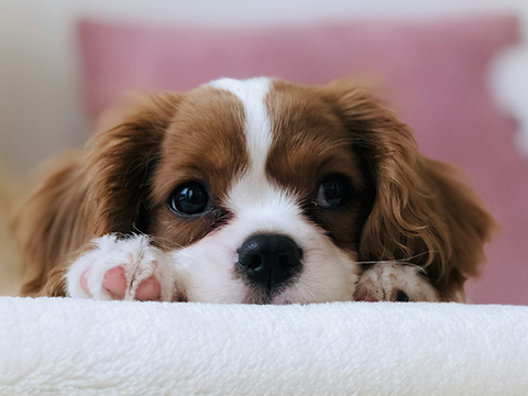 The Newest List of Most Popular Girls’ Dog Names in 2024 – Rabbitgoo The Newest List of Most Popular Girls’ Dog Names in 2024 – Rabbitgoo