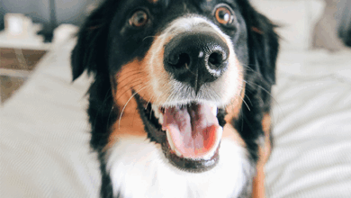 What Colors Do Dogs See?