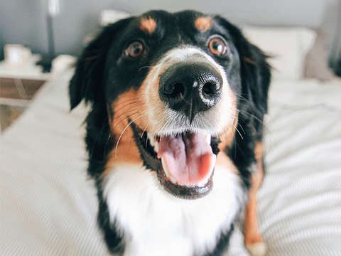 What Colors Do Dogs See? What Colors Do Dogs See?