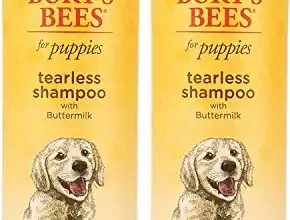 How to Choose and Bathe Your Poodle