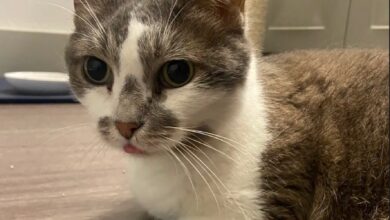 Adopt A Specially Abled Pets From Dallas Pets Alive