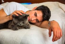 Six subtle signs your cat loves you