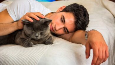 Six subtle signs your cat loves you