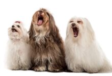 Debarking: Facts and myths