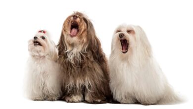Debarking: Facts and myths
