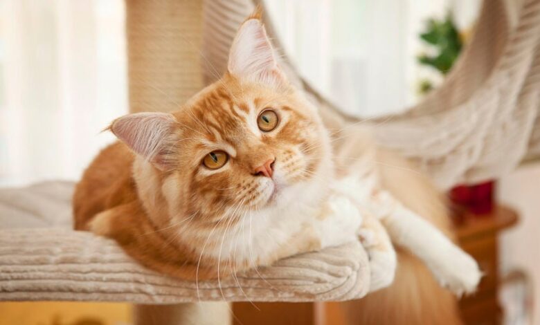 Hair Loss in Cats