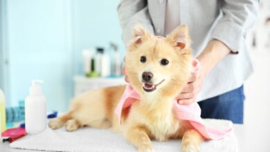 Are essential oil diffusers safe for dogs?