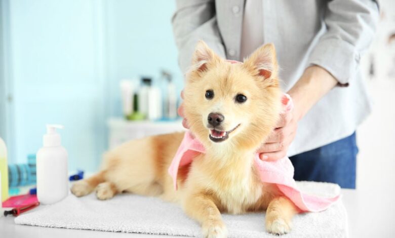 Are essential oil diffusers safe for dogs? Are essential oil diffusers safe for dogs?