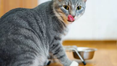 Is there a better way to feed your cat?