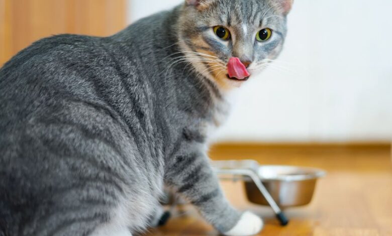 Is there a better way to feed your cat? Is there a better way to feed your cat?
