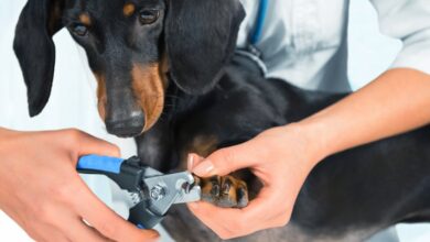 The stress-free way to trim your dog’s nails