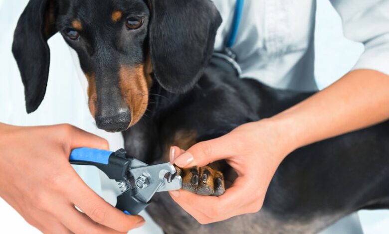 The stress-free way to trim your dog’s nails