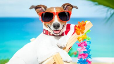 How prepare your dog up for success during your next vacation