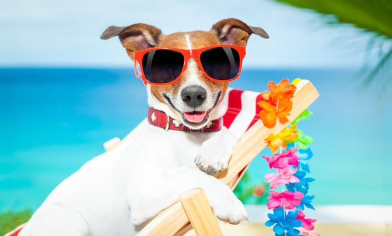 How prepare your dog up for success during your next vacation