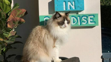 Dog Like Cats: Things About Ragdoll Cats
